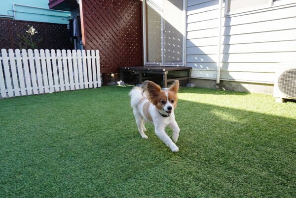 プライベートプチドッグラン